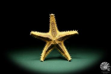 Asteropsis carinifera (15340) a echinoderm from Philippines | Conchylia | Starfish & Sea urchin