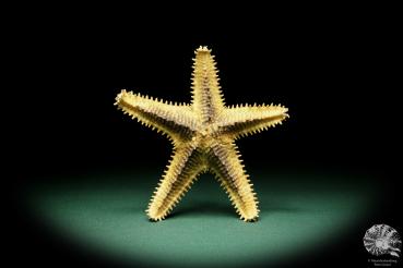 Asteropsis carinifera (15343) a echinoderm from Philippines | Conchylia | Starfish & Sea urchin