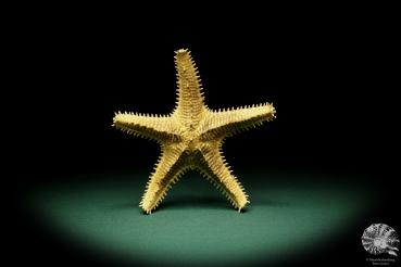 Asteropsis carinifera (15345) a echinoderm from Philippines | Conchylia | Starfish & Sea urchin