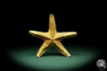 Asteropsis carinifera (15346) a echinoderm from Philippines | Conchylia | Starfish & Sea urchin