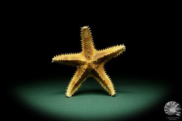 Asteropsis carinifera (15347) a echinoderm from Philippines | Conchylia | Starfish & Sea urchin