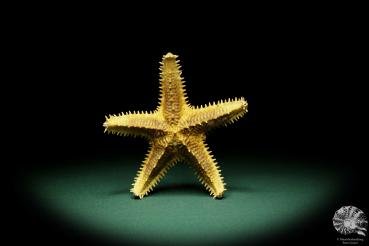 Asteropsis carinifera (15348) a echinoderm from Philippines | Conchylia | Starfish & Sea urchin