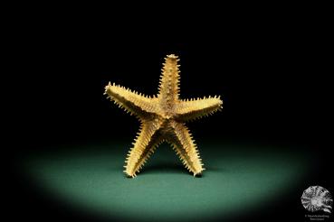 Asteropsis carinifera (15350) a echinoderm from Philippines | Conchylia | Starfish & Sea urchin