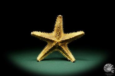 Asteropsis carinifera (15352) a echinoderm from Philippines | Conchylia | Starfish & Sea urchin