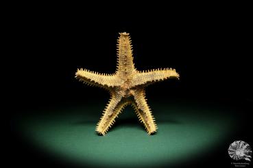 Asteropsis carinifera (15354) a echinoderm from Philippines | Conchylia | Starfish & Sea urchin