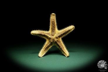 Asteropsis carinifera (15357) a echinoderm from Philippines | Conchylia | Starfish & Sea urchin