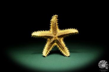 Asteropsis carinifera (15358) a echinoderm from Philippines | Conchylia | Starfish & Sea urchin