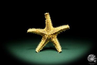 Asteropsis carinifera (15359) a echinoderm from Philippines | Conchylia | Starfish & Sea urchin