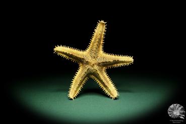 Asteropsis carinifera (15360) a echinoderm from Philippines | Conchylia | Starfish & Sea urchin