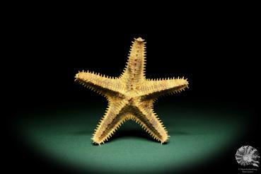 Asteropsis carinifera (15361) a echinoderm from Philippines | Conchylia | Starfish & Sea urchin