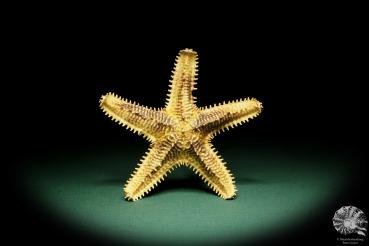 Asteropsis carinifera (15362) a echinoderm from Philippines | Conchylia | Starfish & Sea urchin