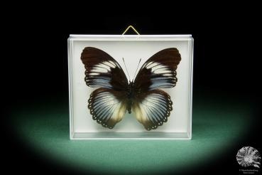 Hypolimnas monteironis (15469) a butterfly from Africa | Taxidermy | Butterflies