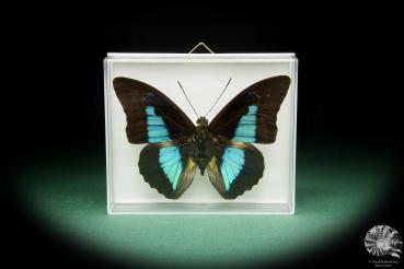 Prepona laertes (15476) a butterfly from South America | Taxidermy | Butterflies