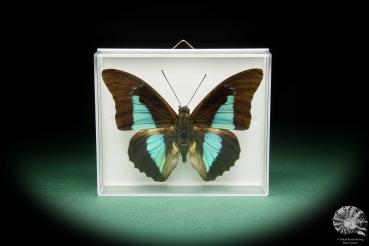 Prepona laertes (15478) a butterfly from South America | Taxidermy | Butterflies