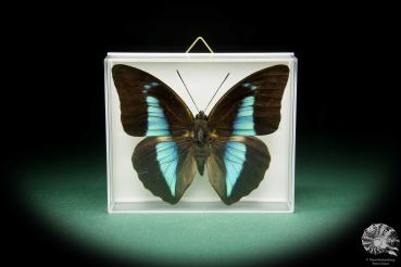 Prepona licomedes (15480) a butterfly from South America | Taxidermy | Butterflies