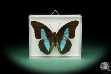 Prepona pylene (15483) a butterfly from South America | Taxidermy | Butterflies