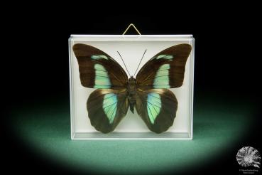 Archaeoprepona amphimachus amphiktion (15484) a butterfly from Central America | Taxidermy | Butterflies