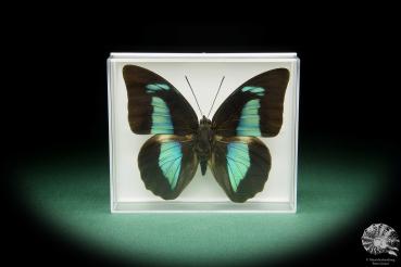 Prepona pheridamas (15486) a butterfly from South America | Taxidermy | Butterflies