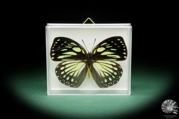 Euxanthe crossleyi (15489) a butterfly from Africa | Taxidermy | Butterflies