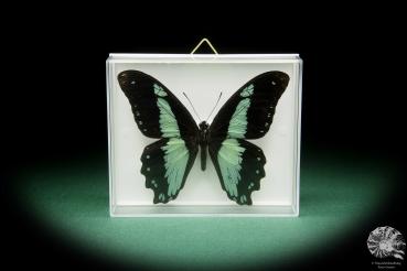 Papilio chrapkowskoides ein Schmetterling