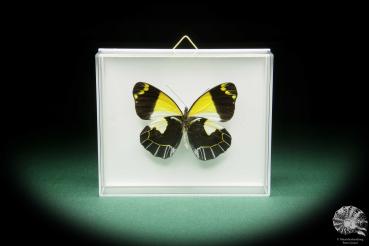 Delias meeki (15496) a butterfly from Papua New Guinea | Taxidermy | Butterflies