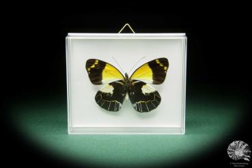 Delias meeki (15497) a butterfly from Papua New Guinea | Taxidermy | Butterflies