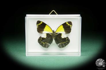 Delias meeki (15498) a butterfly from Papua New Guinea | Taxidermy | Butterflies