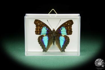 Doxocopa laurentia cherubina (15502) a butterfly from Peru | Taxidermy | Butterflies