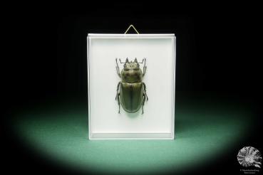 Allotopus rosenbergi (15530) a beetle from Southeast Asia | Taxidermy | Beetles