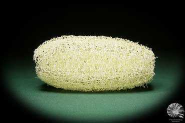 Luffa aegyptiaca (15598) a dried fruit from South America | Dried fruit