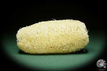 Luffa aegyptiaca (15599) a dried fruit from South America | Dried fruit