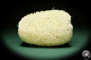 Luffa aegyptiaca (15600) a dried fruit from South America | Dried fruit