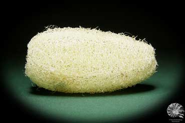 Luffa aegyptiaca (15601) a dried fruit from South America | Dried fruit