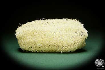 Luffa aegyptiaca (15603) a dried fruit from South America | Dried fruit