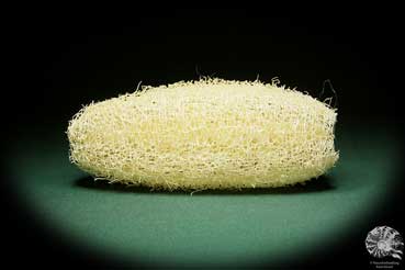 Luffa aegyptiaca (15604) a dried fruit from South America | Dried fruit