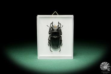 Neolucanus maximus (15710) a beetle from Southeast Asia | Taxidermy | Beetles