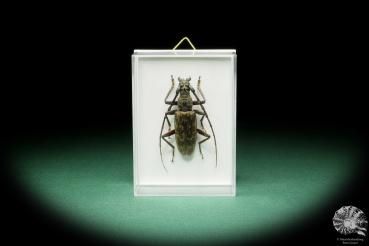 Hoplocerambyx spinicornis (15728) a beetle from Philippines | Taxidermy | Beetles