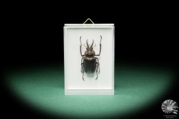 Sphaenognathus monguilloni (15733) a beetle from South America | Taxidermy | Beetles