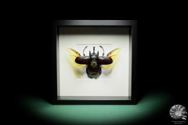 Megasoma actaeon (15750) a beetle from South America | Taxidermy | Beetles