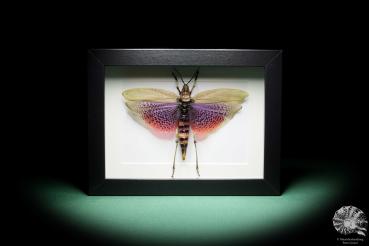 Phymateus viridipes (15756) a insect from Africa | Taxidermy | Other Insects