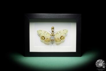 Fulgora laternaria (15764) a insect from South America | Taxidermy | Other Insects