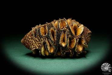 Banksia hookeriana (15777) a dried fruit from Australia | Dried fruit