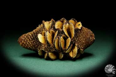 Banksia hookeriana (15778) eine Trockenfrucht aus Australien | Trockenfrüchte