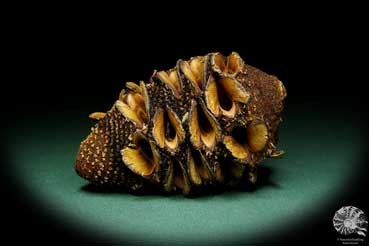 Banksia hookeriana (15781) a dried fruit from Australia | Dried fruit