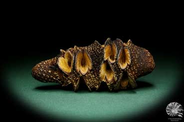 Banksia hookeriana (15782) eine Trockenfrucht aus Australien | Trockenfrüchte