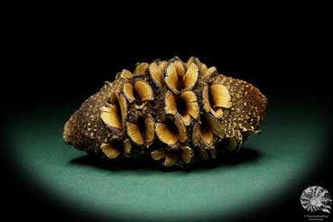 Banksia hookeriana (15798) eine Trockenfrucht aus Australien | Trockenfrüchte