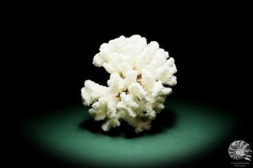 Pocillopora grandis eine Koralle