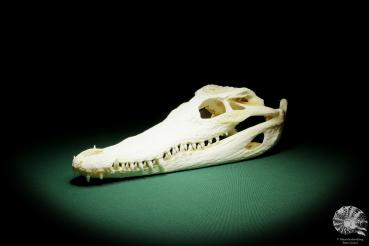 Crocodylus siamensis (15852) a skeleton from South East Asia | Taxidermy | Skeletons