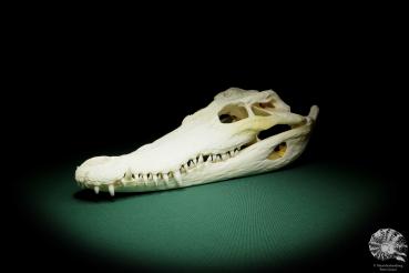 Crocodylus siamensis (15854) a skeleton from South East Asia | Taxidermy | Skeletons