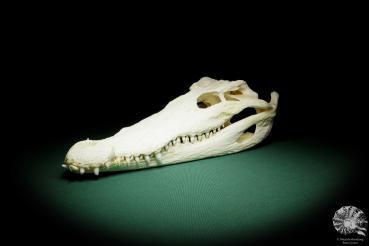 Crocodylus siamensis (15857) a skeleton from South East Asia | Taxidermy | Skeletons